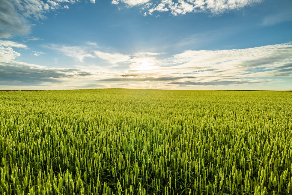 Zemědělský pacht – pachtovní rok se liší od roku kalendářního